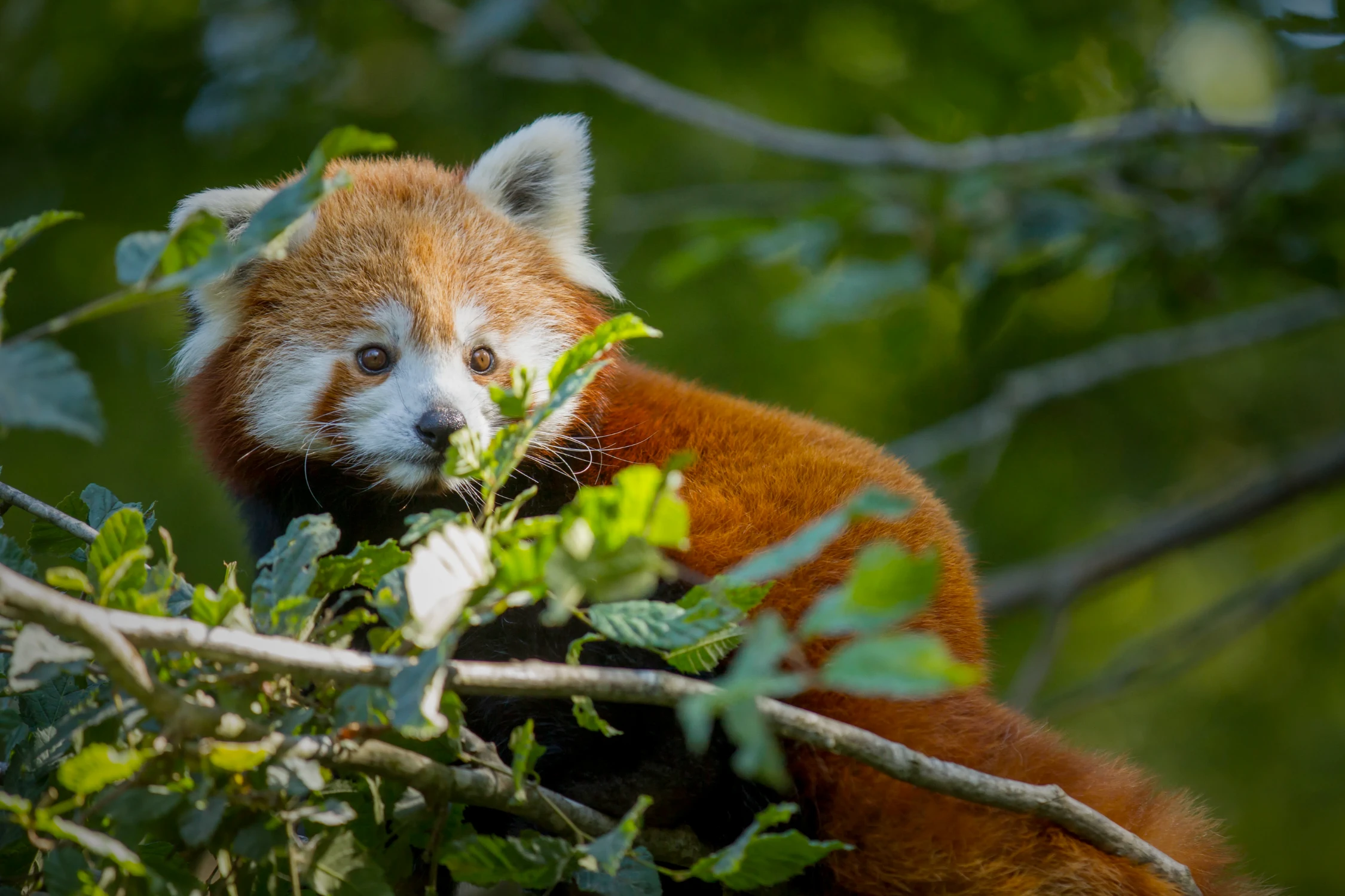 Le Parc Animalier de Sainte-Croix et AGAT poursuivent leur partenariat